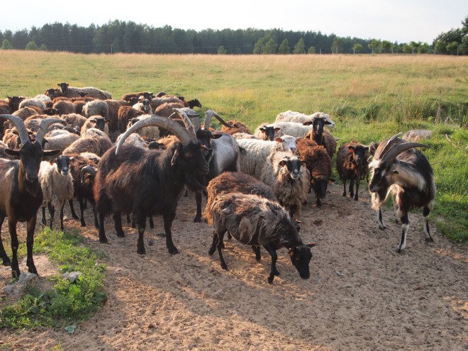 Stado owiec, Orzechowe Wzgórze