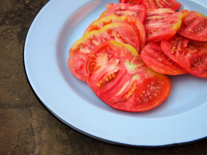 bulgarian tomatoes