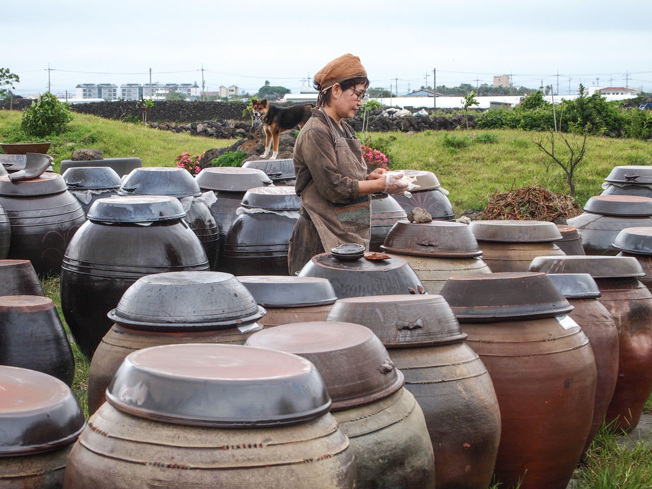 gliniane ongii - tu na wyspie Jeju fermentuje się w nich soję