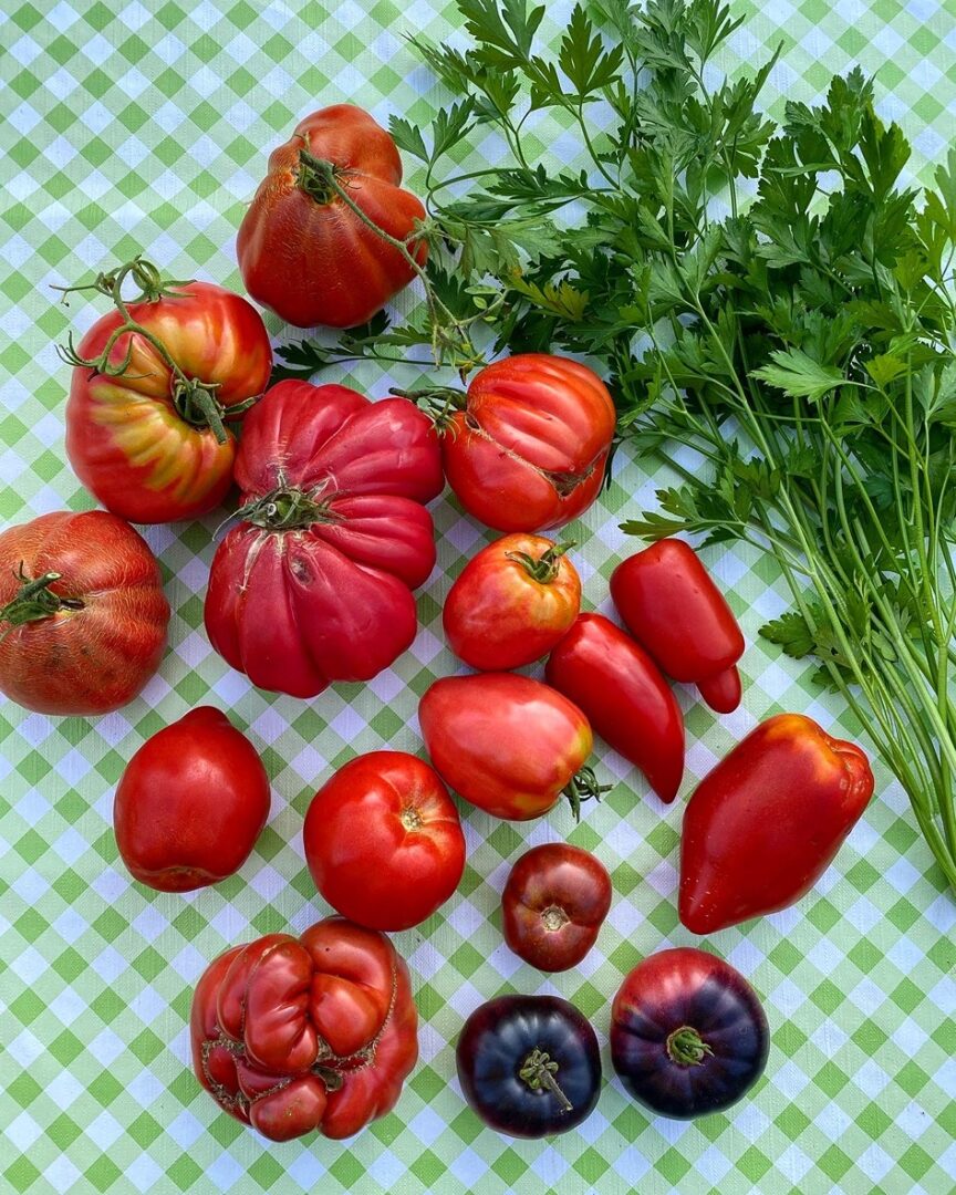 polskie pomidory podlasie